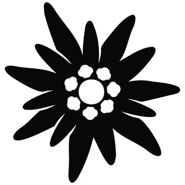 Minimalist edelweiss flower silhouette vector illustration for traditional alpine branding.