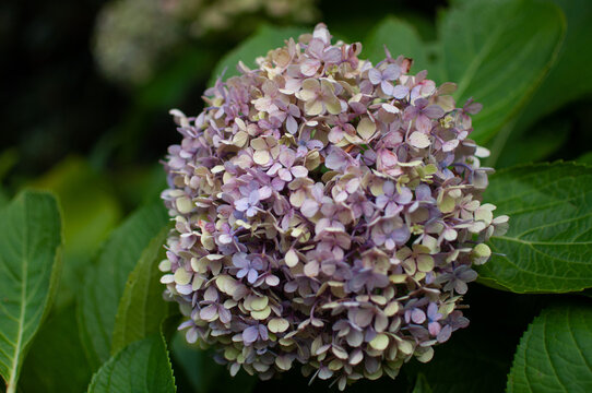close up of Hydrangea flowers