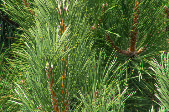 Pine leaf texture closeup background of pinus sylvestris also known as european red pine or scots pine.