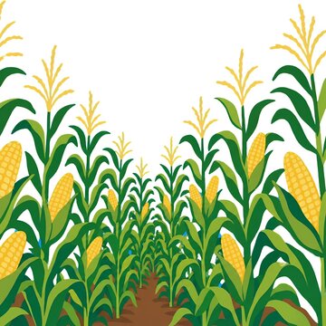 corn field vector illustration