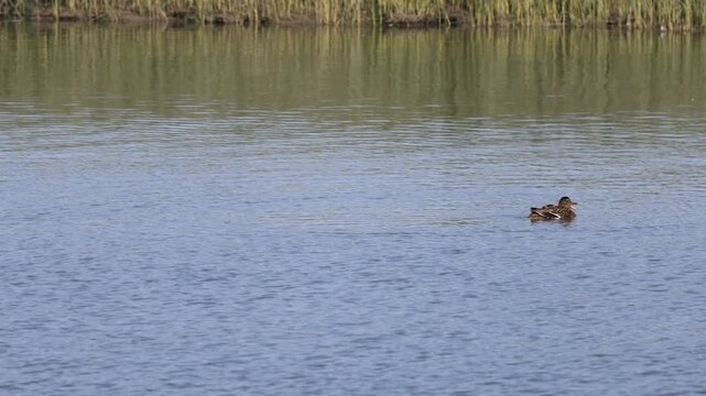 canard colvert au repos. Canard colvert faisant sa toilette.