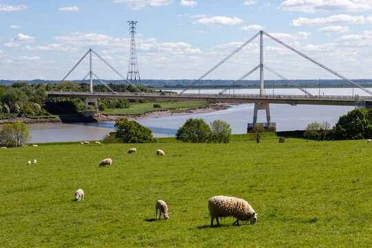 Cable stayed Wye Bridge crossing lush farmland with sheep grazing in the foreground, Chepstow