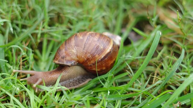 Giant african land snail slowly moving in the lush green grass of a garden, exploring the natural environment with its antennae