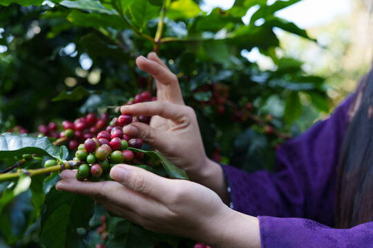 Farmers are working together to collect coffee beans in the plantation for sale.	