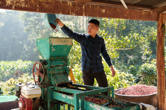 People inspect the drying and roasting of coffee beans in large metal vats - a blend of Arabica and Robusta for producing premium coffee with excellent taste.	