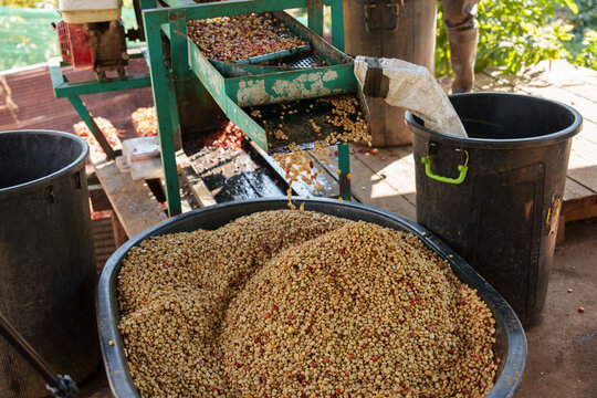 Freshly picked coffee beans from the farm are dried before being roasted.	