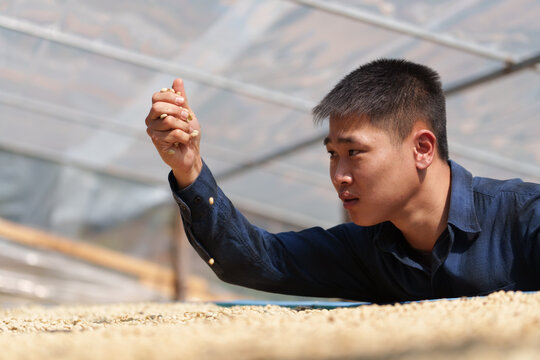 People inspect the drying and roasting of coffee beans in large metal vats - a blend of Arabica and Robusta for producing premium coffee with excellent taste.	