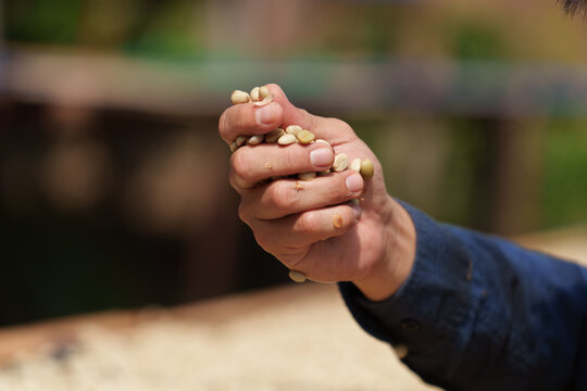 People inspect the drying and roasting of coffee beans in large metal vats - a blend of Arabica and Robusta for producing premium coffee with excellent taste.	