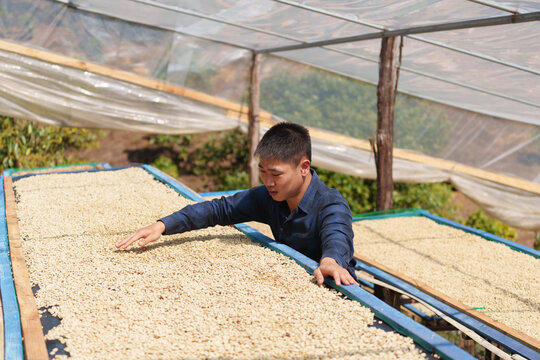 People inspect the drying and roasting of coffee beans in large metal vats - a blend of Arabica and Robusta for producing premium coffee with excellent taste.	