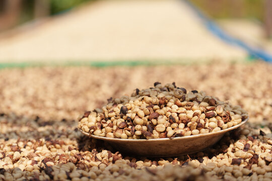 Freshly picked coffee beans from the farm are dried before being roasted.	