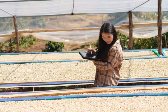 People inspect the roasting of coffee beans in large metal vats, which are a blend of Arabica and Robusta coffee beans to produce high-quality coffee with excellent taste.