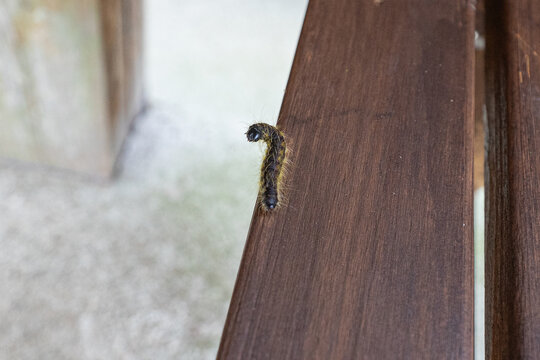 Hairy dark caterpillar crawling on a wooden railing