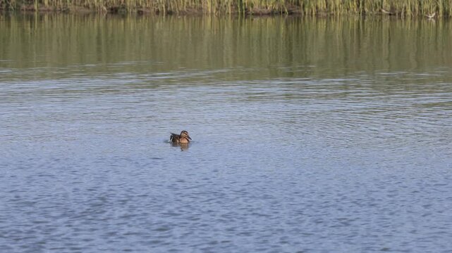 canard colvert au repos. Canard colvert faisant sa toilette.
