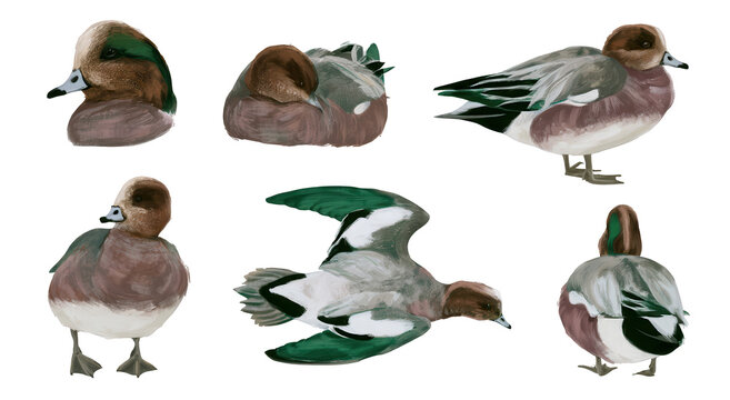 Set of six watercolor Eurasian wigeon ducks isolated on white background
