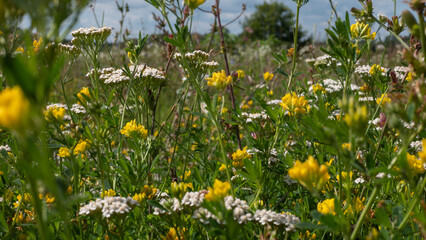 Yarrow Achillea millefolium and Yellow Medick Flowering Together in a Species Rich Summer Meadow — Concept: Pollinator Habitat and Wildflower Meadow Restoration, Herbal Medicine, Countryside Summer Mo © Svetlana
