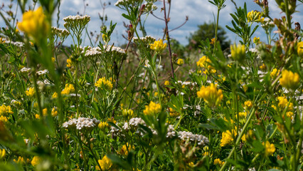 Yarrow Achillea millefolium and Yellow Medick Flowering Together in a Species Rich Summer Meadow — Concept: Pollinator Habitat and Wildflower Meadow Restoration, Herbal Medicine, Countryside Summer Mo © Svetlana