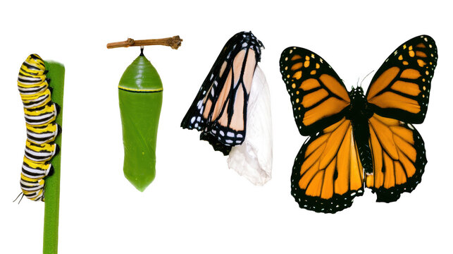 Monarch butterfly life cycle showing caterpillar, chrysalis, emergence and adult stages.