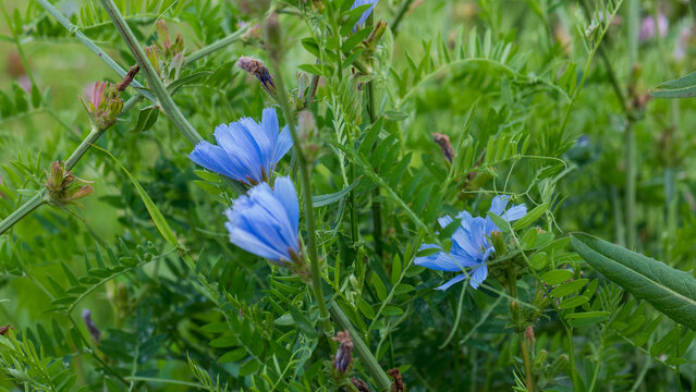 Blue Chicory Flowers Cichorium intybus Blooming among Vetch Foliage in a Wild Meadow &mdash; Concept: Coffee Substitute and Herbal Root Crop, Pollinator Habitat, Fresh Blue Wildflower Background