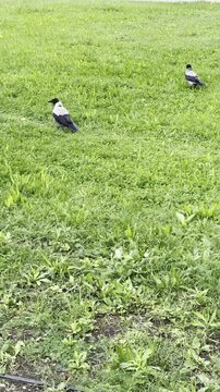 Two Crows Walking on Green Grass Lawn, Vertical Video
