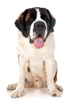 saint bernard in studio