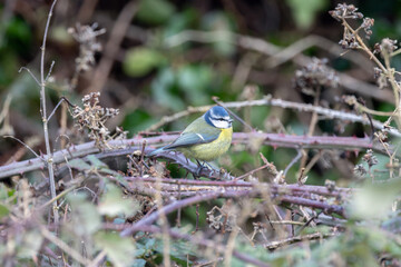 Adult blue tit in a bramble thicket © fluffandshutter