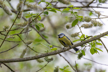 Adult blue tit among willow catkins © fluffandshutter