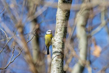 Adult blue tit on a tree trunk © fluffandshutter