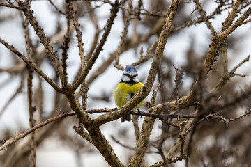 Adult blue tit perched in a thicket © fluffandshutter