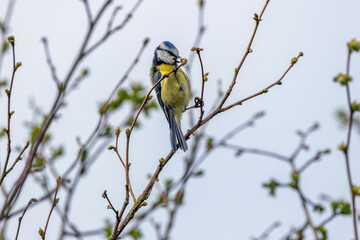 Adult blue tit foraging at buds © fluffandshutter