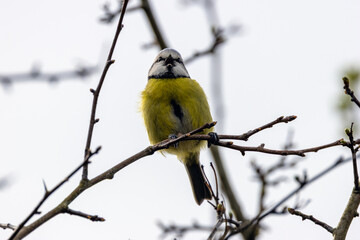 Adult blue tit calling, facing the camera © fluffandshutter