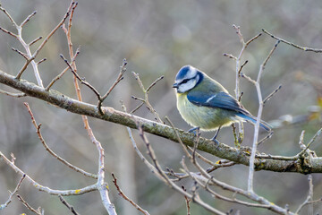 Adult blue tit perched on a branch © fluffandshutter