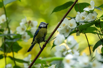 Adult blue tit among white flowers © fluffandshutter
