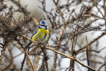 Adult blue tit calling from a branch © fluffandshutter