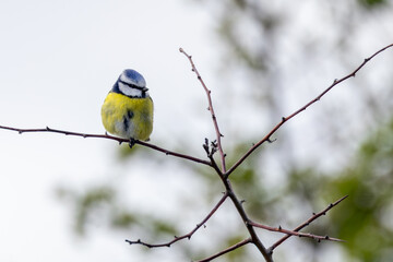 Adult blue tit perched on a twig © fluffandshutter