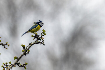 Adult blue tit singing on a branch © fluffandshutter