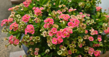 Fototapeta premium A dwarf Crown of Thorns plant (pink flowers) featuring a beautiful, dense, and floriferous habit. It has small leaves and produces abundant flowers in tight clusters, with compact floral bracts. 