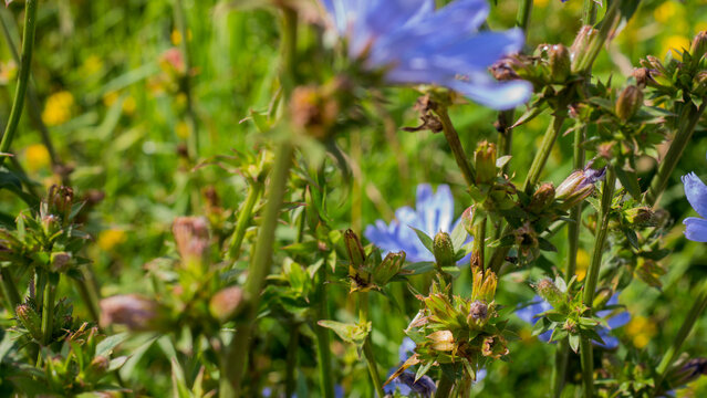 Chicory Cichorium intybus in Flower and Bud on Wiry Roadside Stems in Summer Sun &mdash; Concept: Coffee Substitute and Gut Health Crop, Ruderal Roadside Ecology, Blue Wildflower Detail