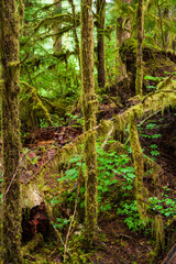 Obraz premium Beautiful vertical view of ancient mossy trees and hanging moss in a dense forest