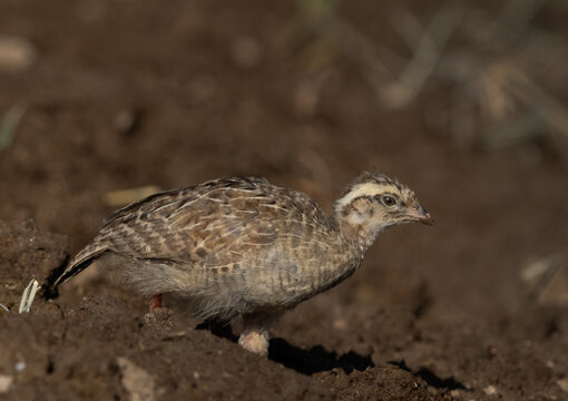 Grey francolin chick at Adhari, Bahrain