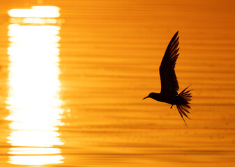 Fototapeta premium White-cheeked Tern with dramatic reflection of sun fishing at Tubli bay, Bahrain