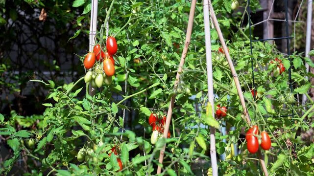 Tomatoes, from green to red, growing in a vegetable garden. Vegetable garden concept highlighting sustainable and healthy, homegrown food.