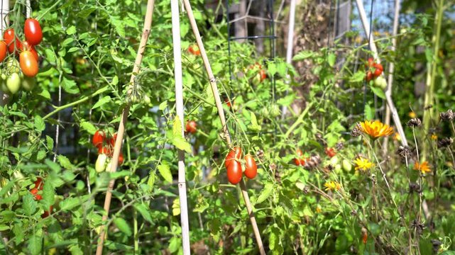 Tomatoes, from green to red, growing in a vegetable garden. Vegetable garden concept highlighting sustainable and healthy, homegrown food.