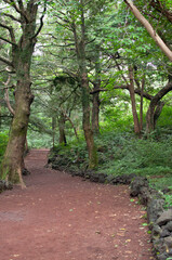 Fototapeta premium path in the forest