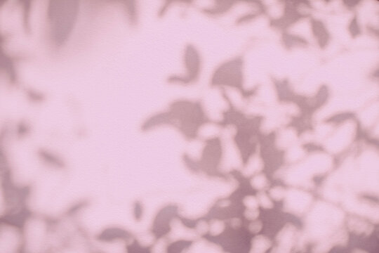 Shadow and light of leaves tree branch background. Natural  colorful leaf pastel pink, beige, rose gold shadow and light from sunlight on white wall texture for wallpaper overlay effect and design