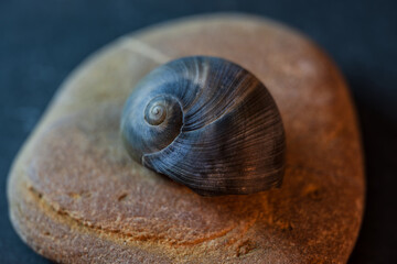 Still life of shells and artifacts shaped and returned by the sea 2 © serfeo