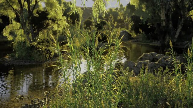 Tall grasses along verdant river bank, dense foliage and scattered rocks with sunlit blades creating layered depth, tranquil rural scene for outdoor lifestyle