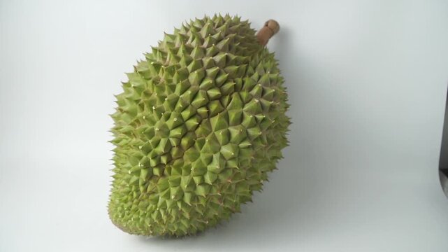 Whole fresh king of fruit durian with sharp green spiky husk isolated on white background, studio shot concept for tropical fruit harvest, exotic food, Asian cuisine, and gourmet dessert.