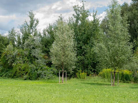 Young Willow Trees Salix alba Staked in Mown Grass at a Woodland Edge &mdash; Concept: Urban Tree Planting and Establishment, Carbon Offset and Reforestation, Green Infrastructure Management
