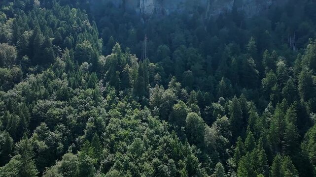 Scenic Aerial View of a Forest in the Swiss Mountains