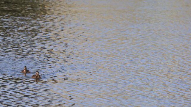 canard colvert sur le fleuve